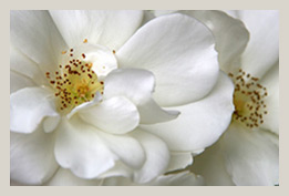 Tuishuisie Stellenbosch: roses